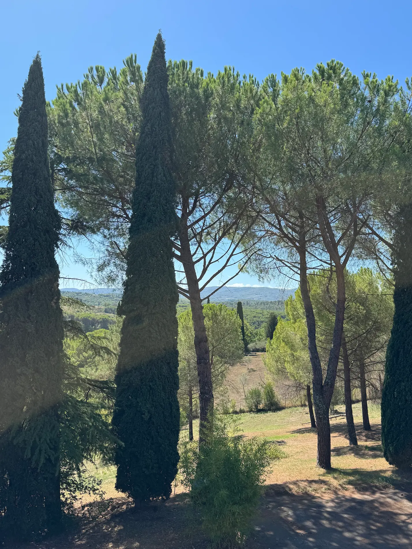 Umbrella pines and cypress trees overlooking the Tuscan countryside